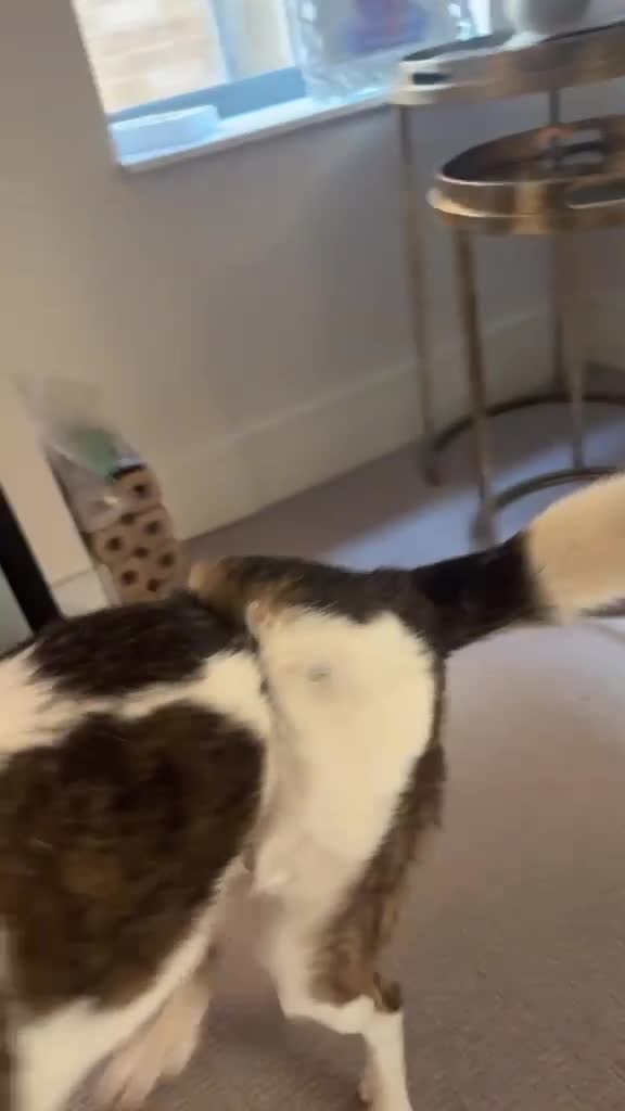 Mixed Breed dogs for adoption: Jack needs his very own forever home! (Sheffield)  - Video 1