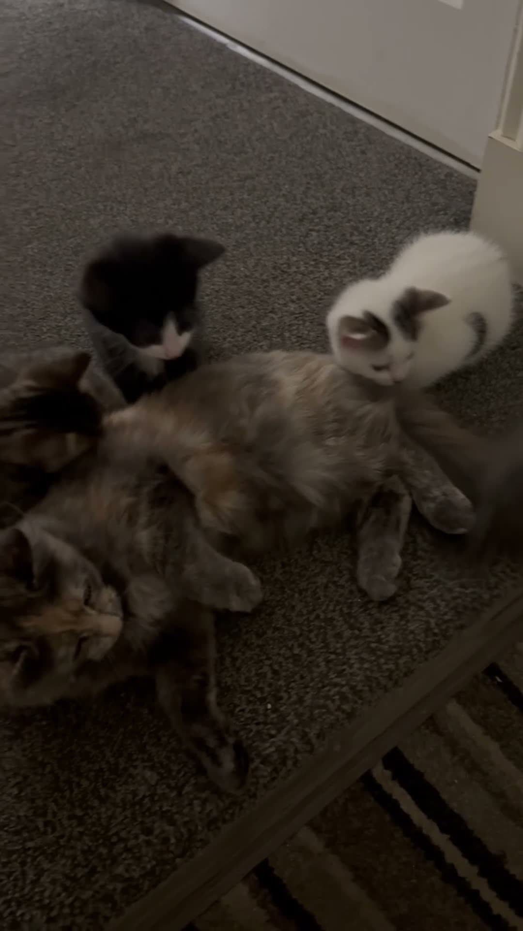 Mixed Breed cats for sale: LAST white FEMALE LEFT - Video 1