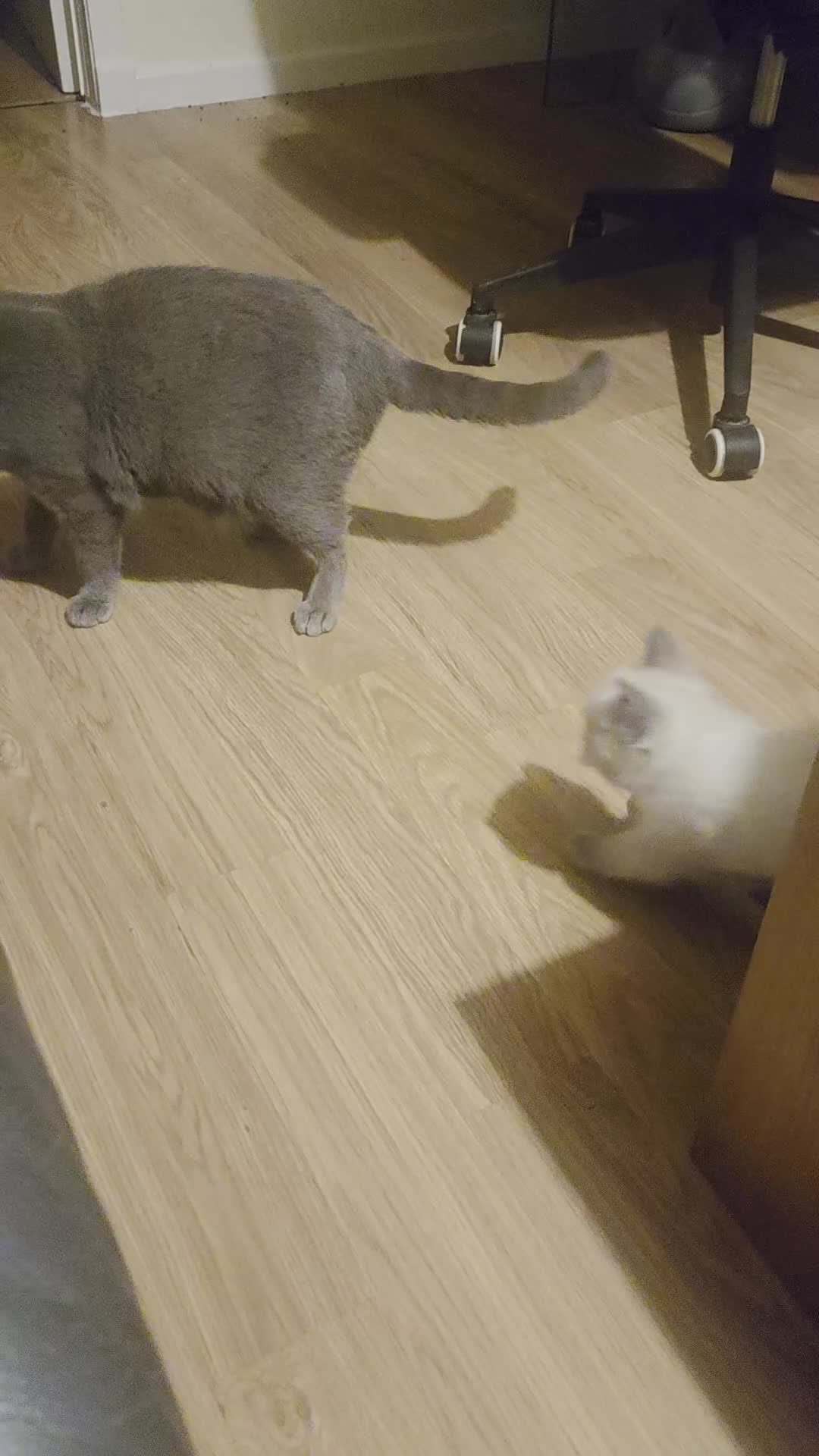 Mixed Breed cats for sale: British-shorthair cross ragdoll  in Glasgow - Video 3