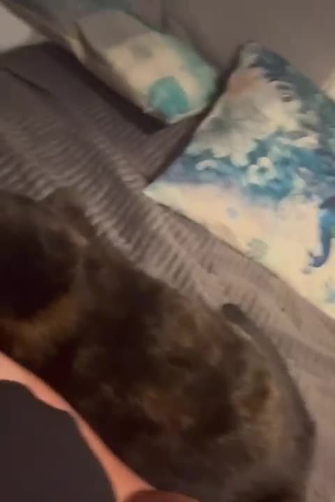 Domestic Shorthair cats for sale: Affectionate Female Cat Needs Calm cat  - Video 1