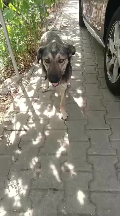 Mixed Breed dogs for adoption: HONEY !  a Lovely 3 LEGGED Boy - for a Loving Home - Video 1