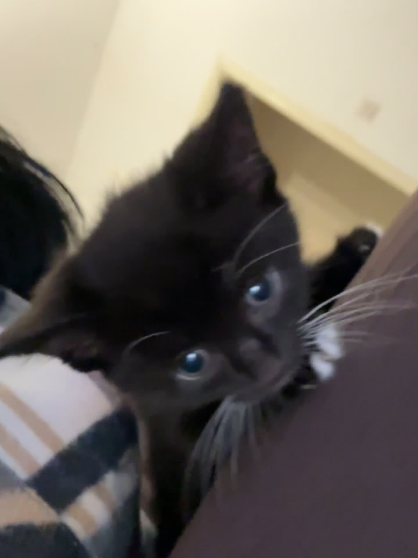 Mixed Breed cats for sale: Tuxedo and Bombay  kittens for sale  - Video 3