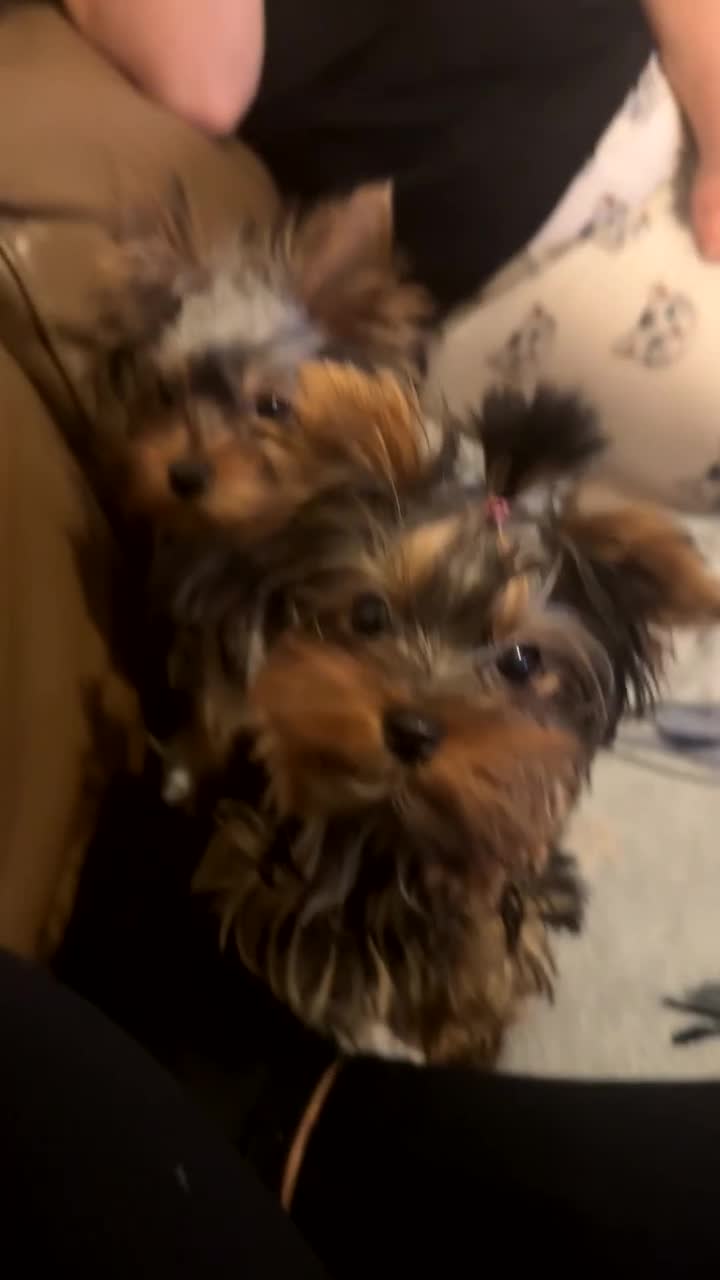Yorkshire Terrier dogs for sale:  **  Yorkshire Terrier Boys - Video 1