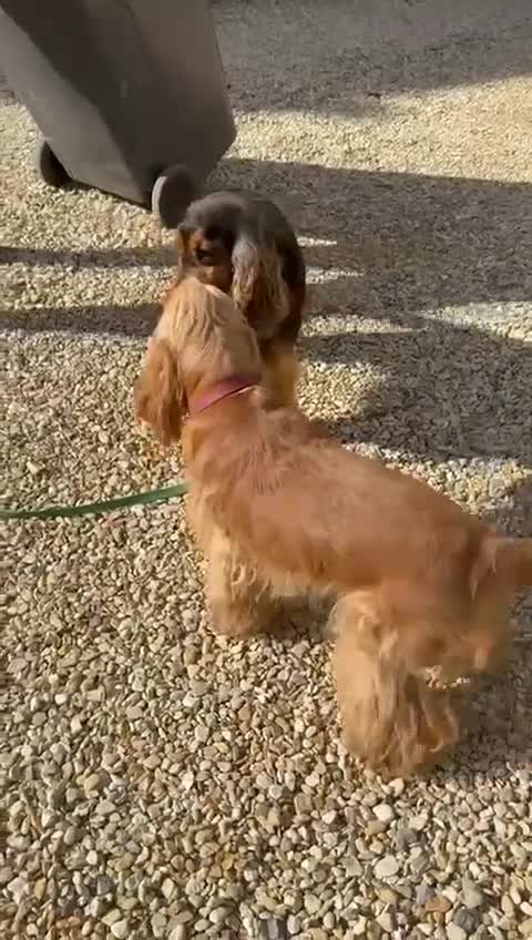 Cocker Spaniel dogs for stud: GOLDEN Show Cocker Stud KC EXCEPTIONAL TESTS- LUDO in Bradford-on-Avon - Video 2