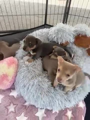 Jack Russell dogs for sale: Miniature Jack Russell puppies - Video 1