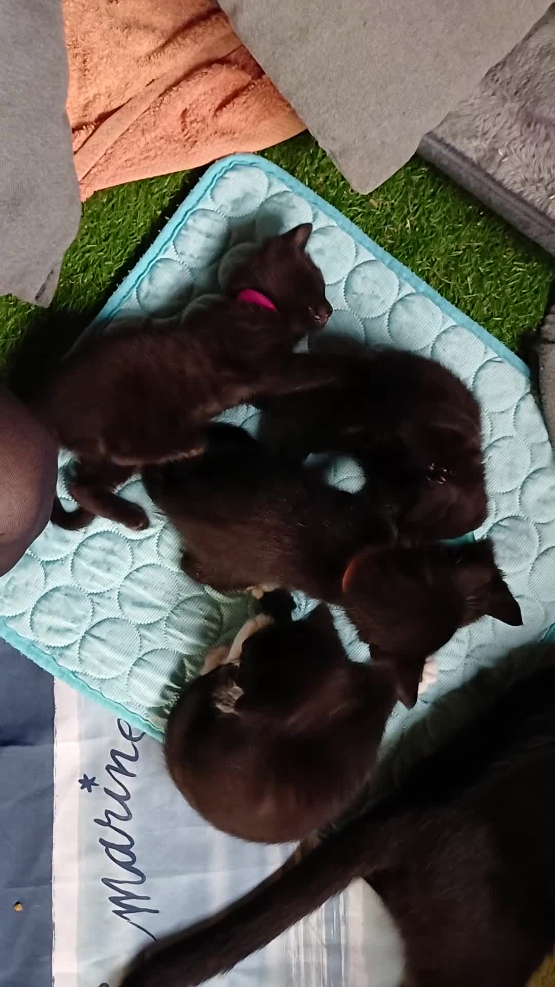 Mixed Breed cats for sale: 🐾 Adorable Black & White Kittens  🐾 - Video 1