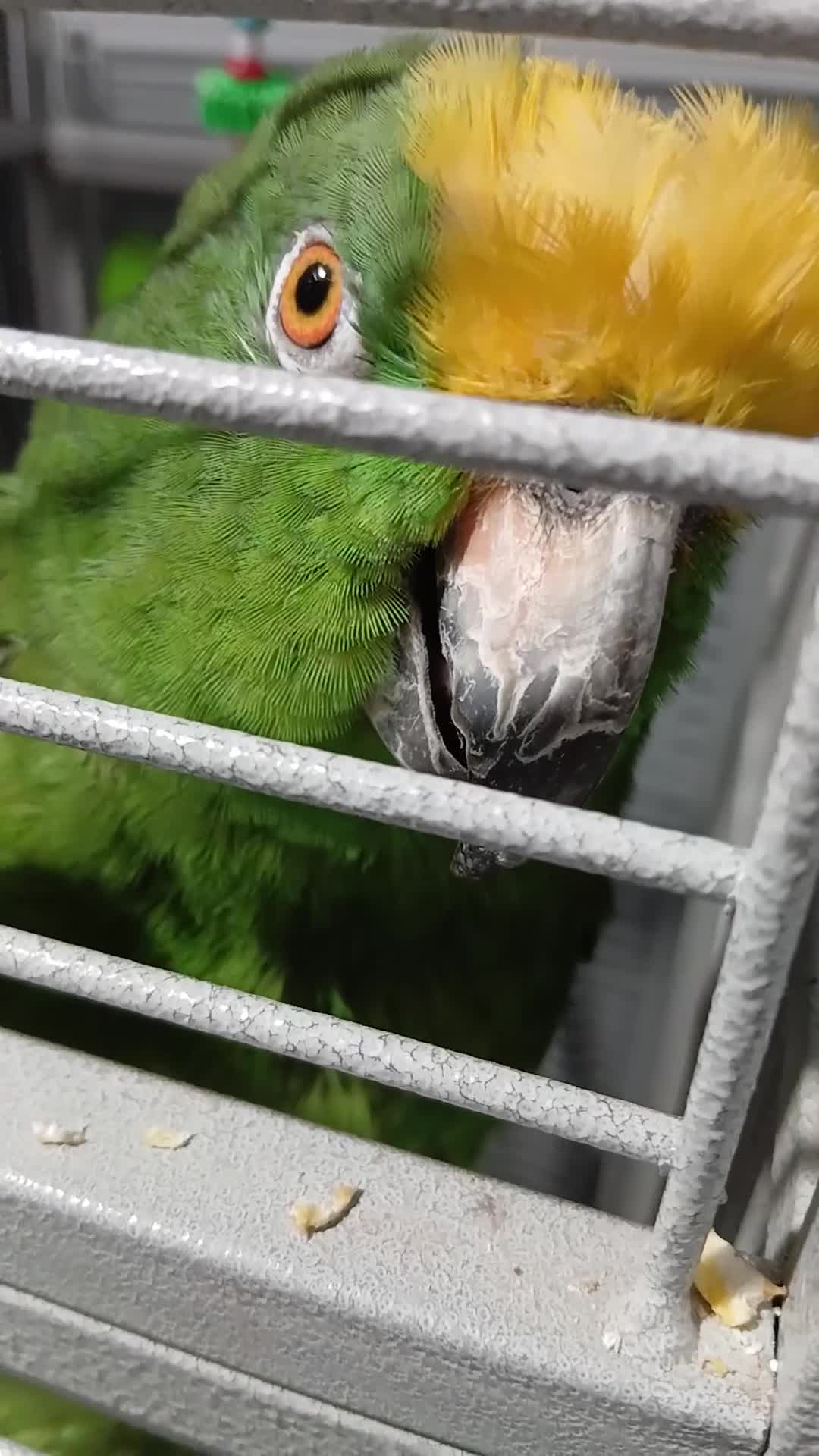 Parrots birds for sale: Yellow napp amazon - Video 1