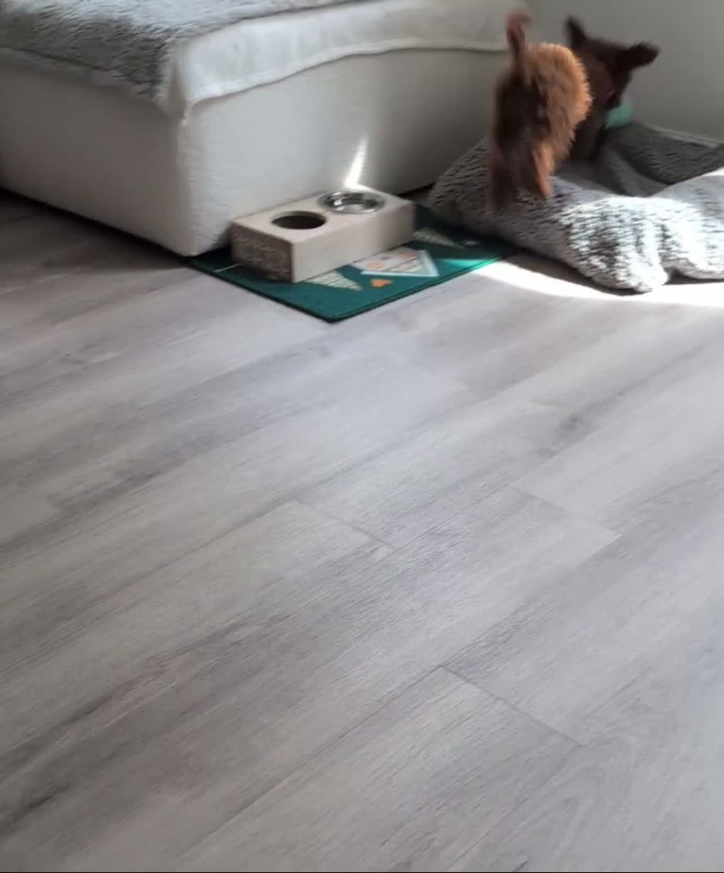 Toy Poodle dogs for sale: Stunning Red Toy Poodle Puppy–Female–6.5 Months ❤️ - Video 1
