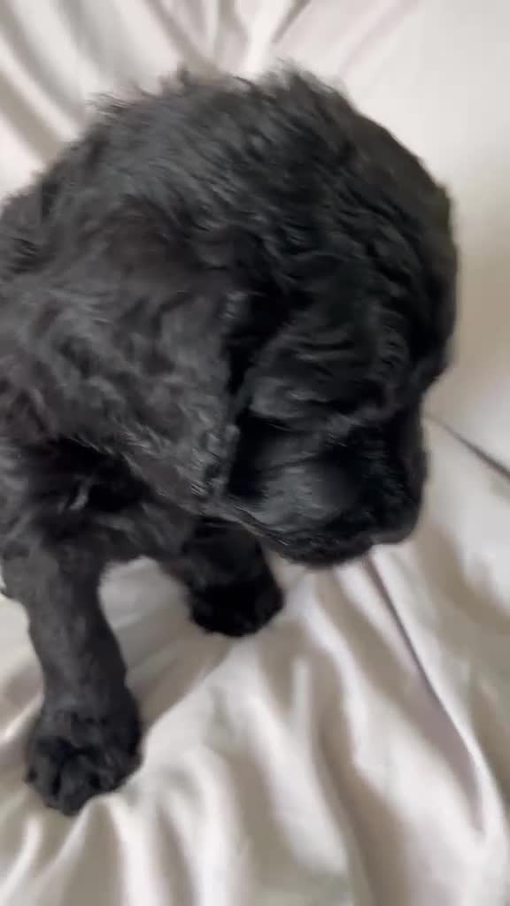 Newfypoo dogs for sale: 8 Beautiful F1 Newfypoo Puppies  - Video 1