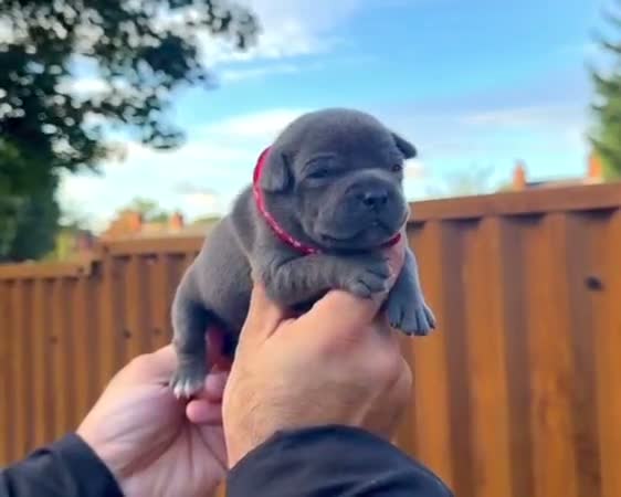 Staffordshire Bull Terrier dogs for sale: SOLID BLUE TEDDY BEARS 🧸  - Video 1