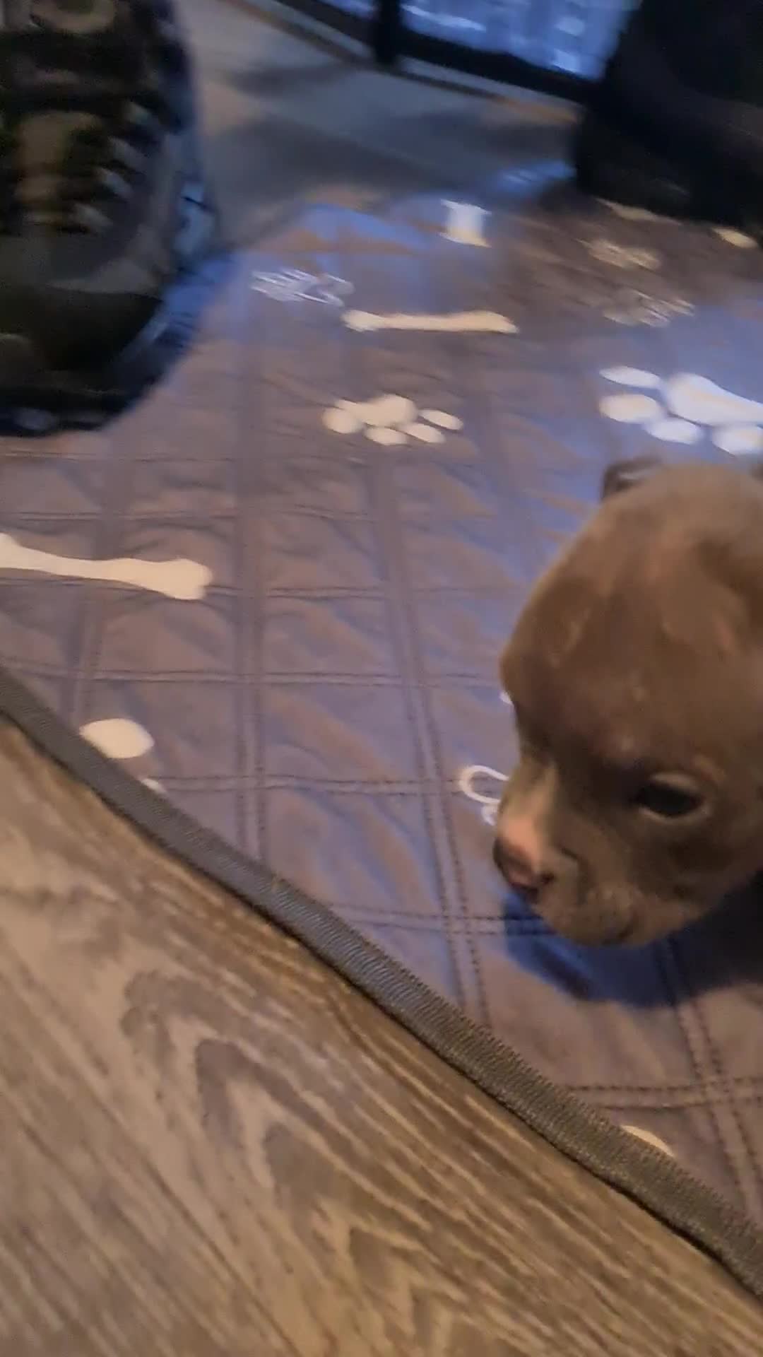 American Bully dogs for sale: Beautiful amarican pocket bullys  - Video 5