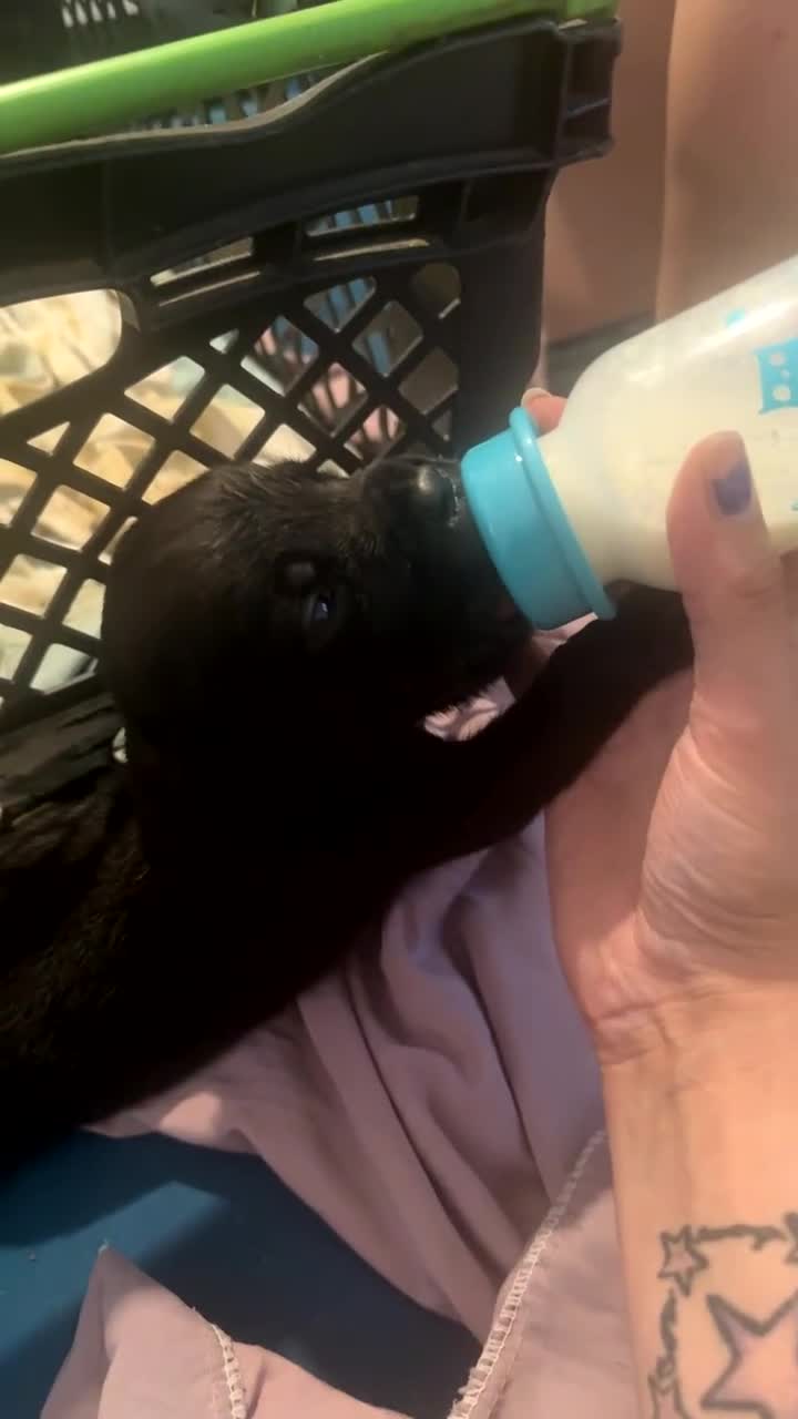 Cane Corso dogs for sale: Puppies - Video 2