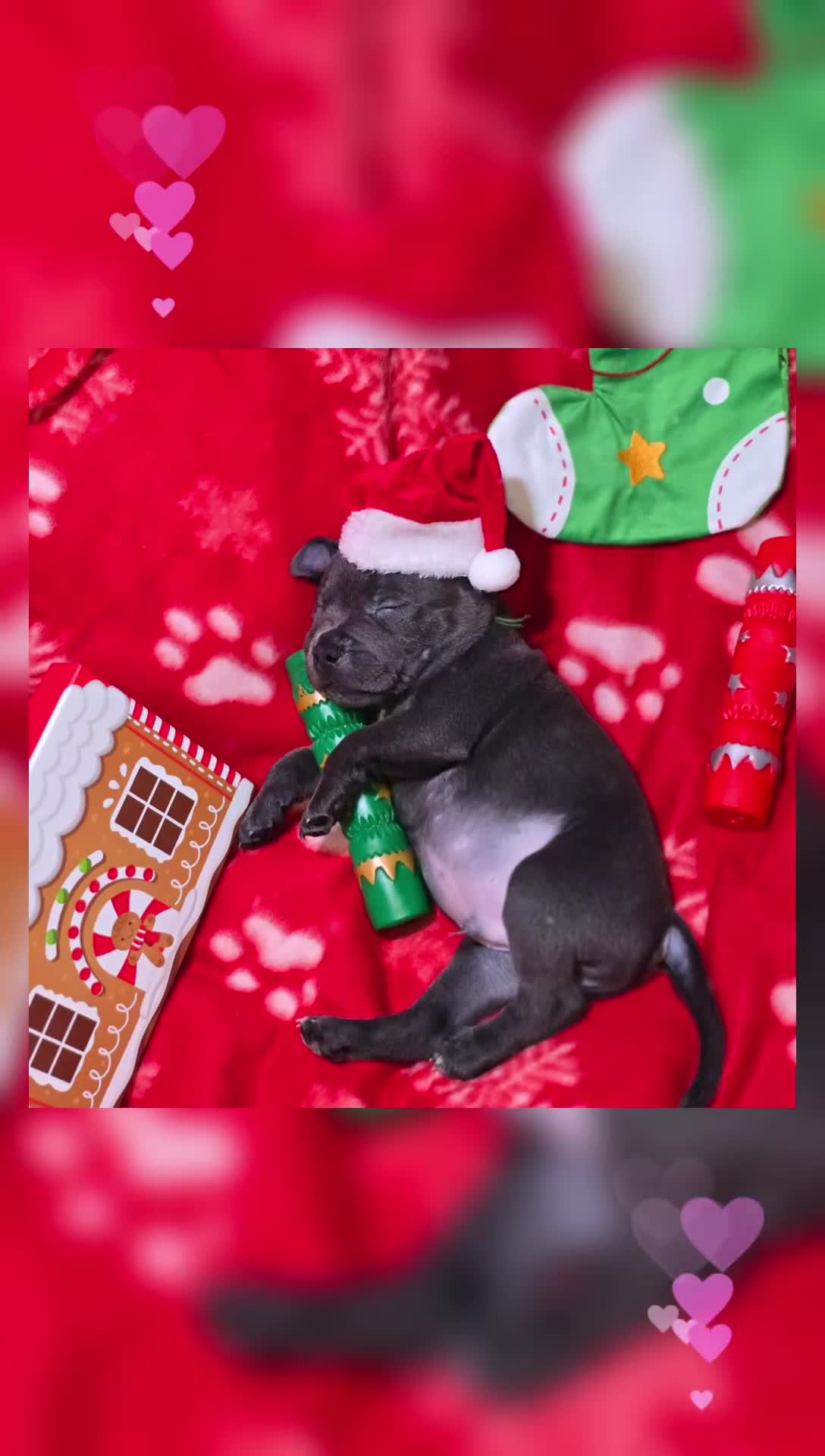 Staffordshire Bull Terrier dogs for sale: Staffordshire bull terrier  - Video 2