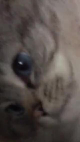 Ragdoll cats for sale:  Ragdoll Kittens HCM and PKD genes clear - Video 3