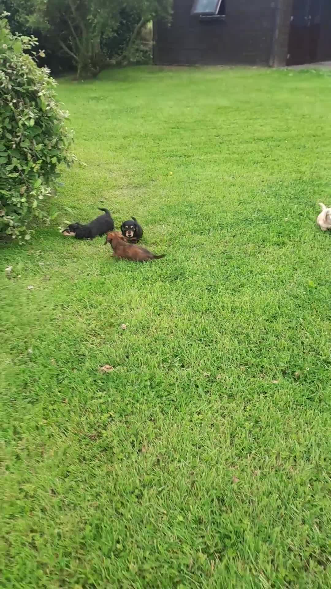 Miniature Dachshund dogs for sale: KC Mini Long Haired Dachshunds *reduced* - Video 1