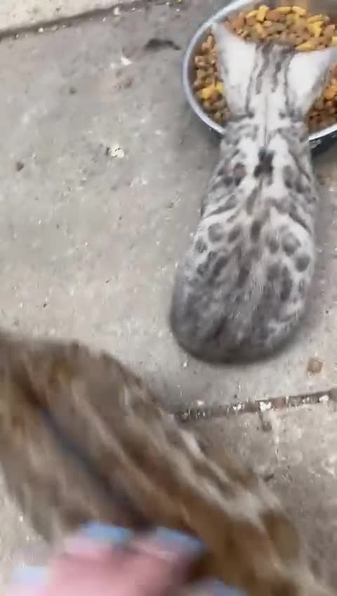 Bengal cats for sale: F1 snow bangle  - Video 2