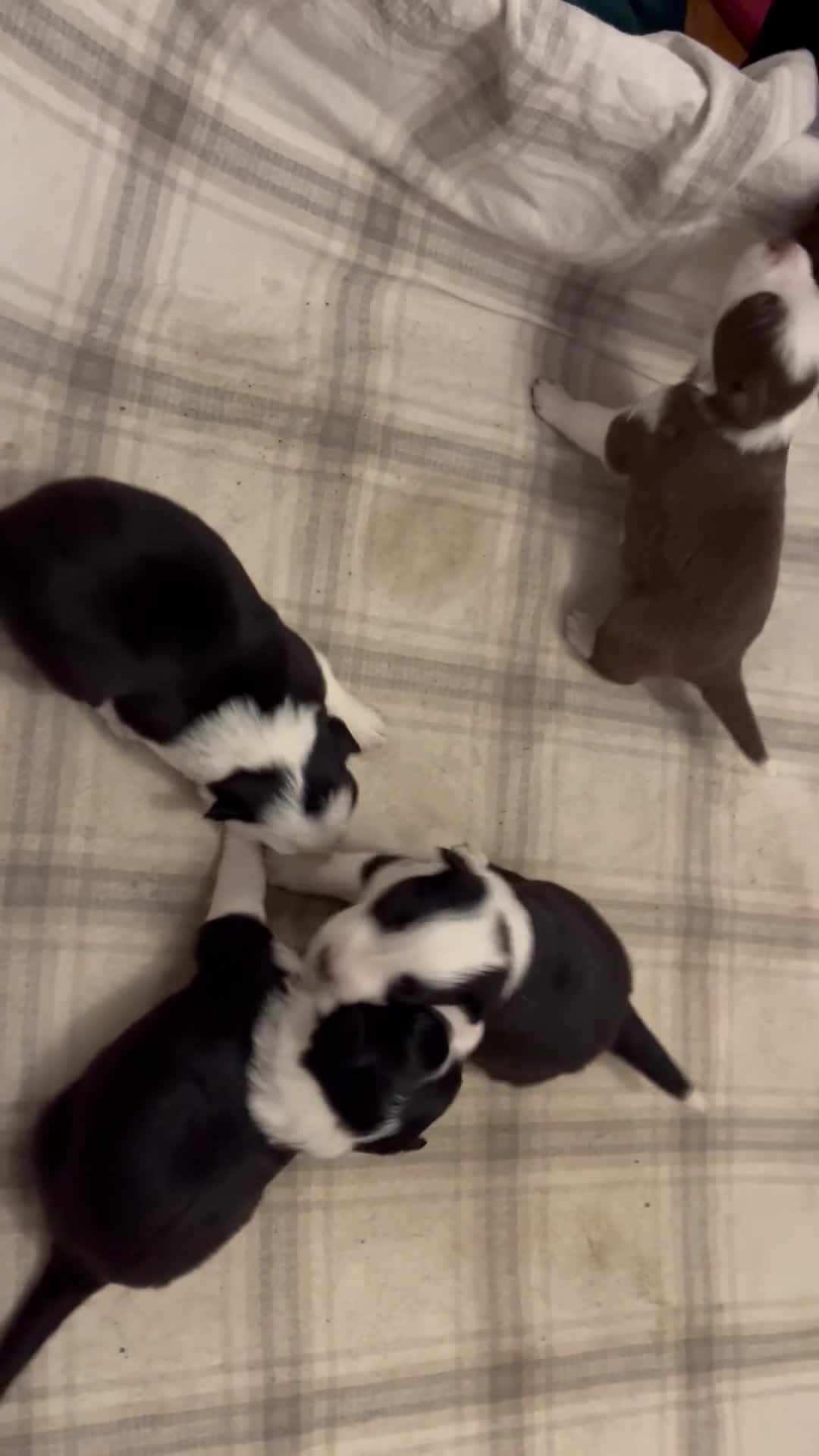 Border Collie dogs for sale: Cornmill Farm Border Collies  in Bradford - Video 1