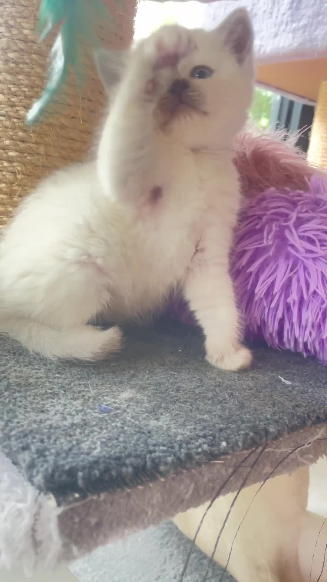 British Shorthair cats for sale: Gorgeous pure breed colour point and golden kitten - Video 1