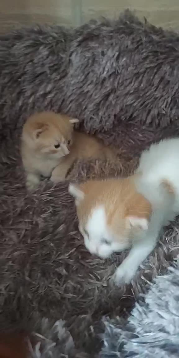 American Shorthair cats for sale: 4 kittens  - Video 2