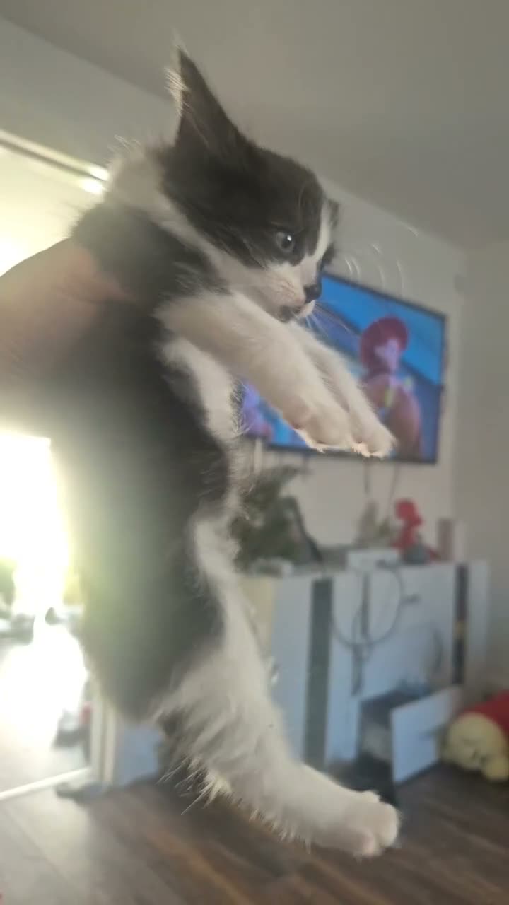 Mixed Breed cats for sale: Boy Bengal Cross Kittens Ready for a Loving Home - Video 3