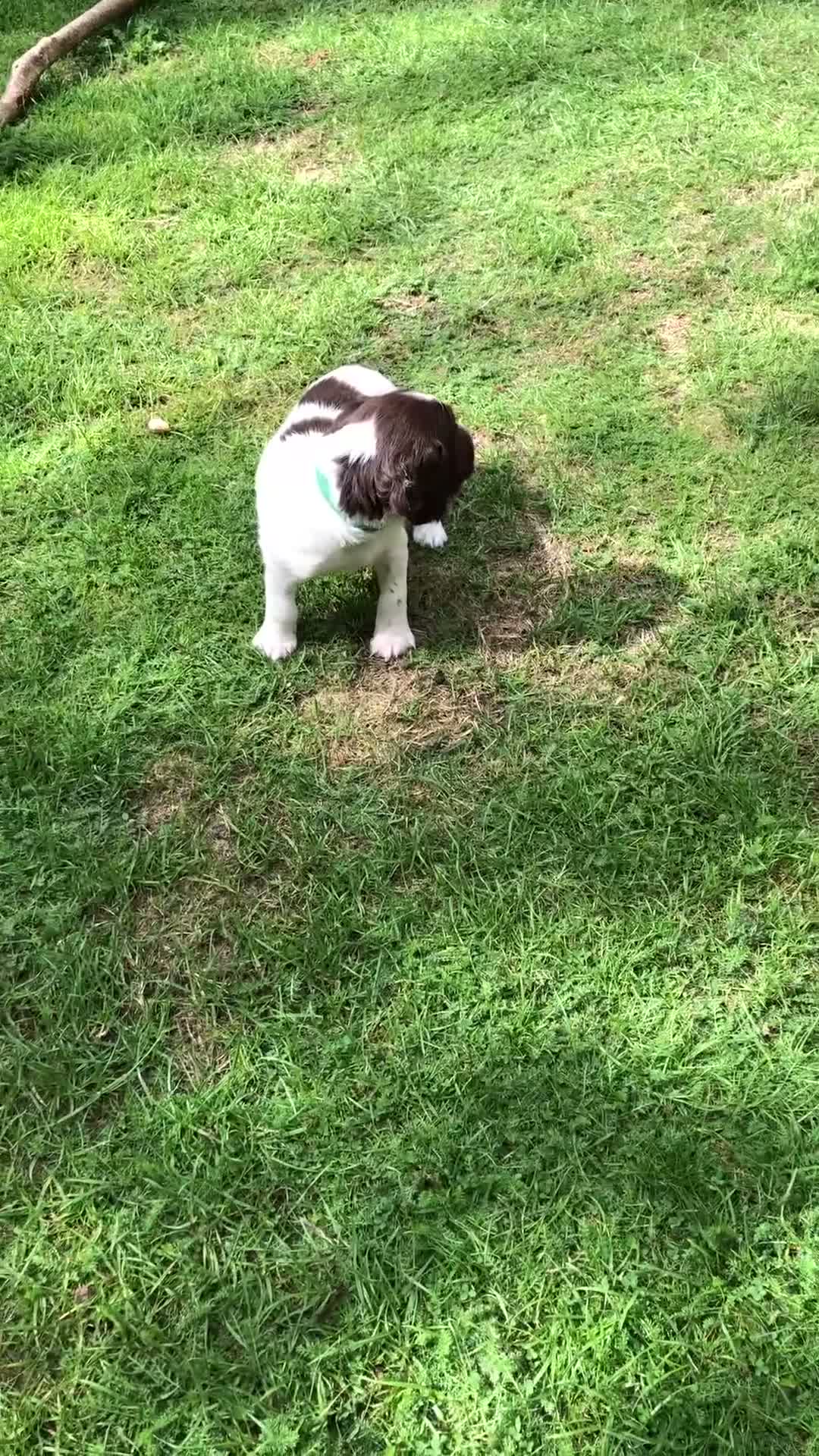 English Springer Spaniel dogs for sale: Springer spaniel pups in Winchester - Video 1