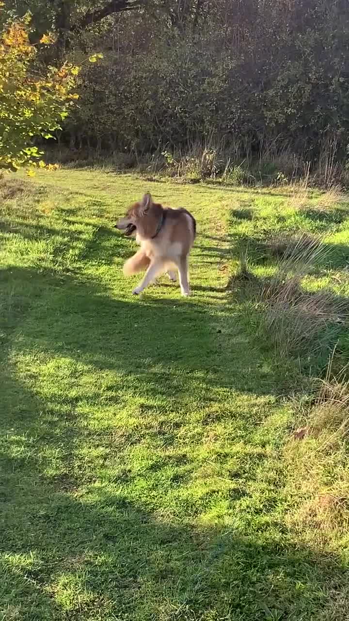 German Shepherd dogs for stud: German shepherd male for stud - Video 1