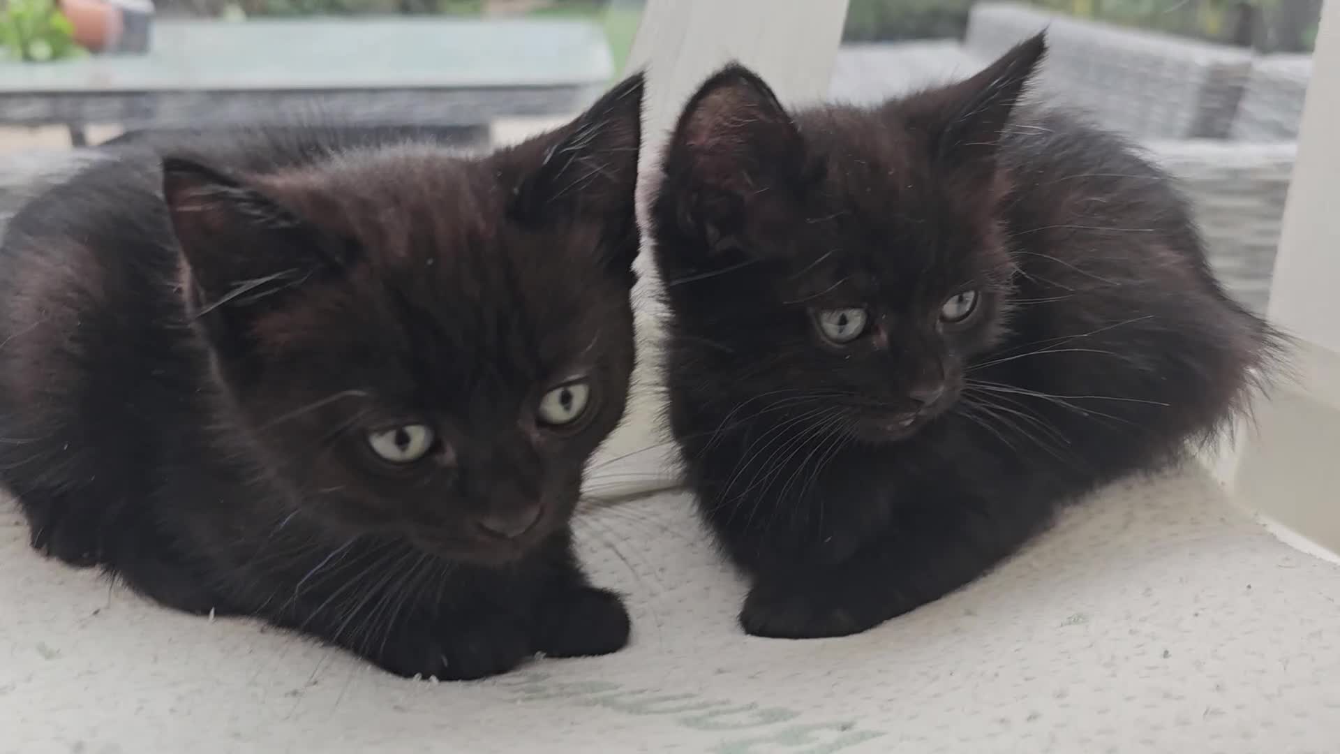 Mixed Breed cats for sale: Half ragdoll kittens - Video 1