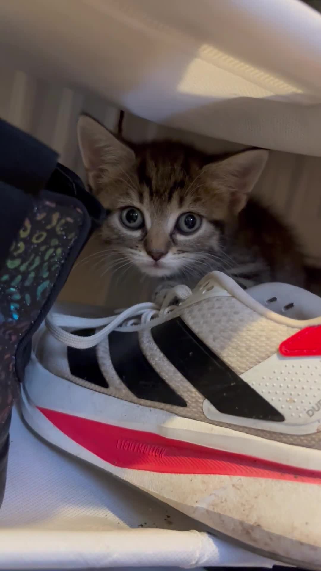 British Shorthair cats for sale: Tabby kittens looking for loving home  - Video 1