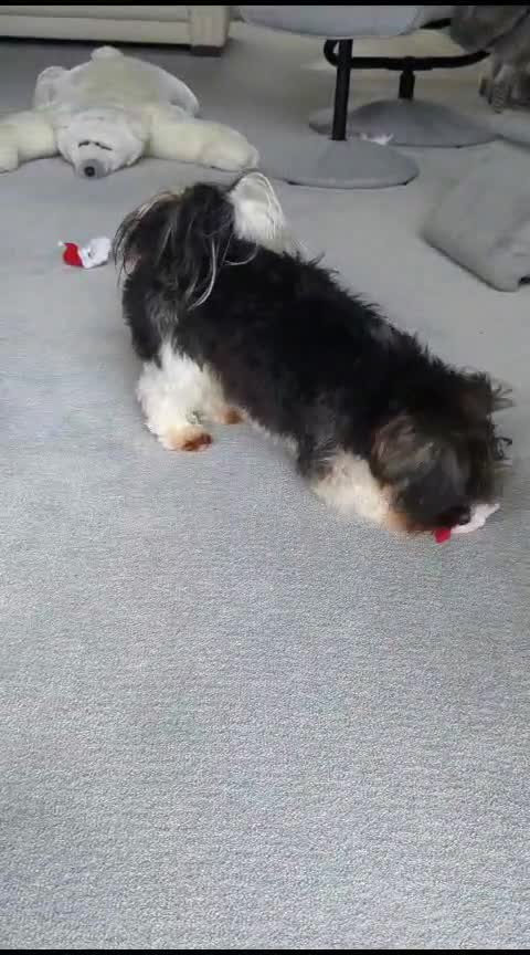 Yorkshire Terrier dogs for stud: Purebred BiewerTerrier/ColourfulYorkie Proven Stud in Merthyr Tydfil - Video 3