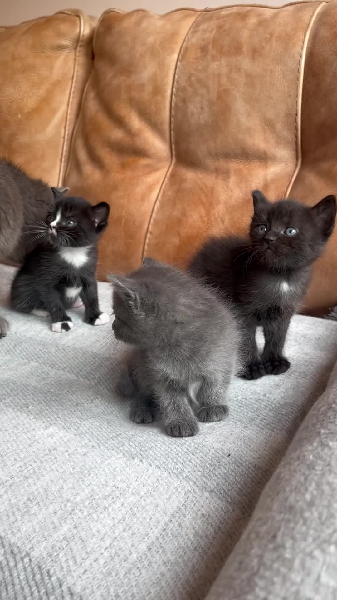 Mixed Breed cats for sale: 3 kittens looking for a new loving home  - Video 2