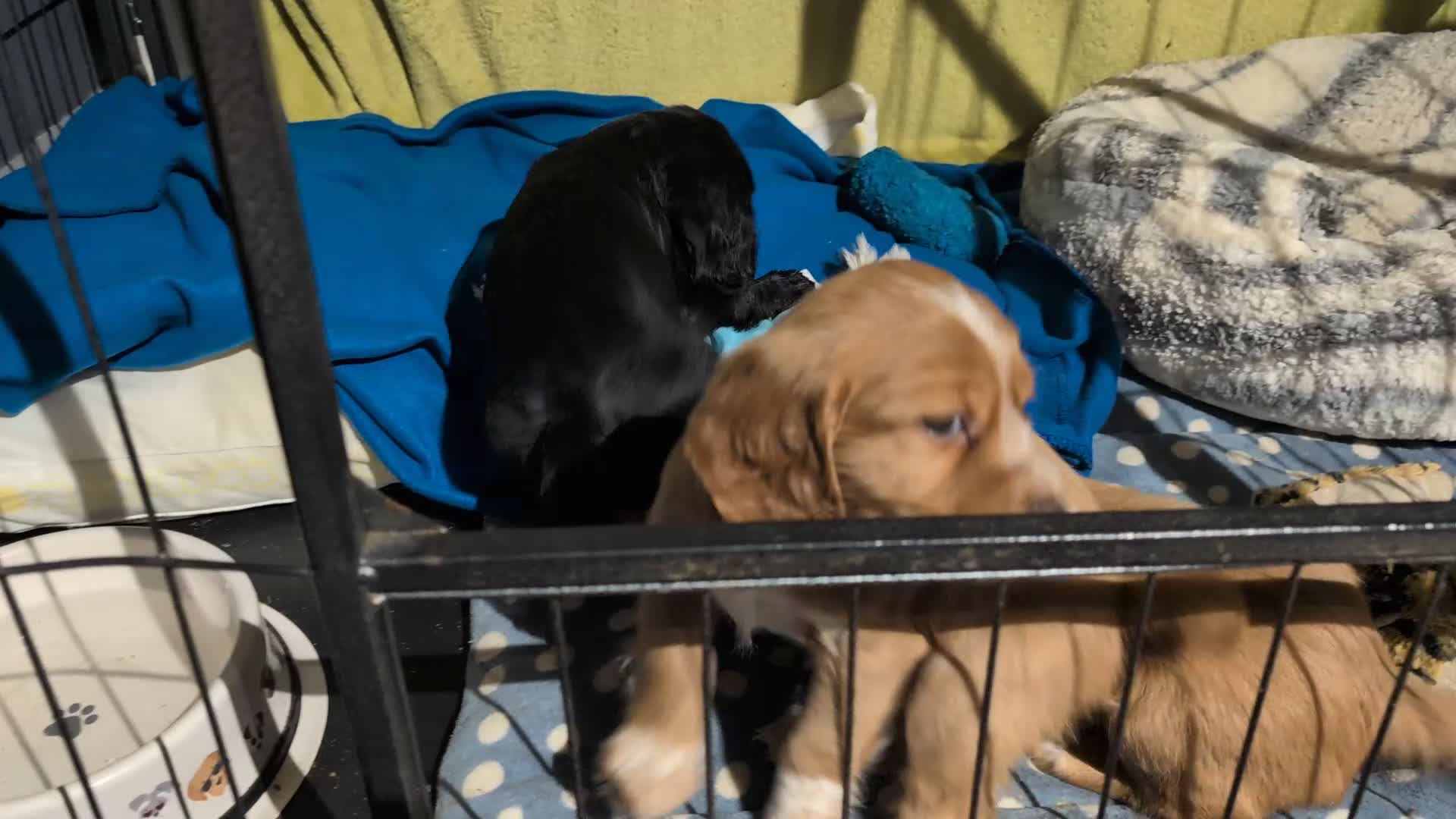 Cocker Spaniel dogs for sale: Ready now! KC registered, health tested cocker  - Video 2