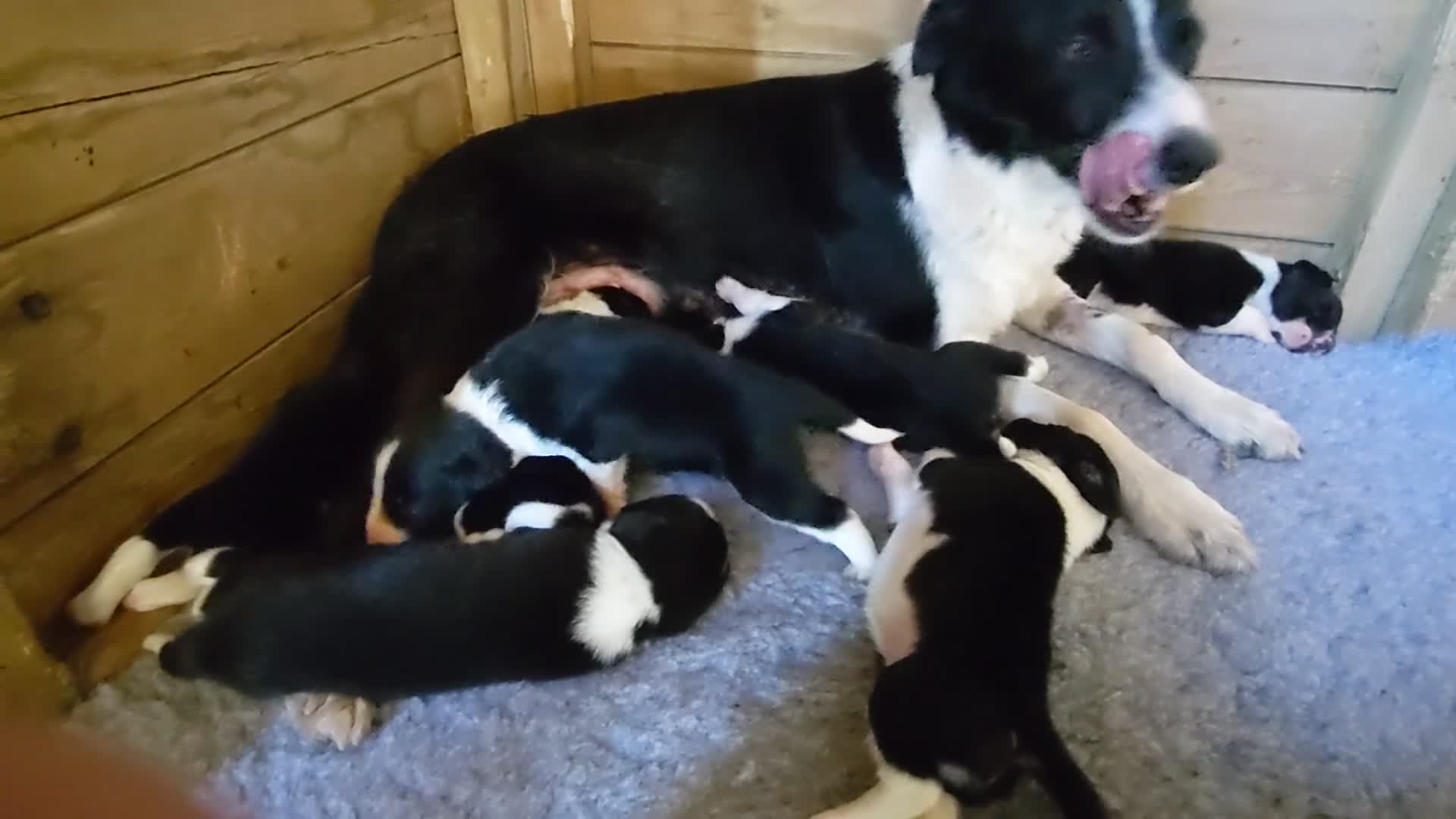Sprollie dogs for sale: Sprollie Pups For Sale in Crediton - Video 1