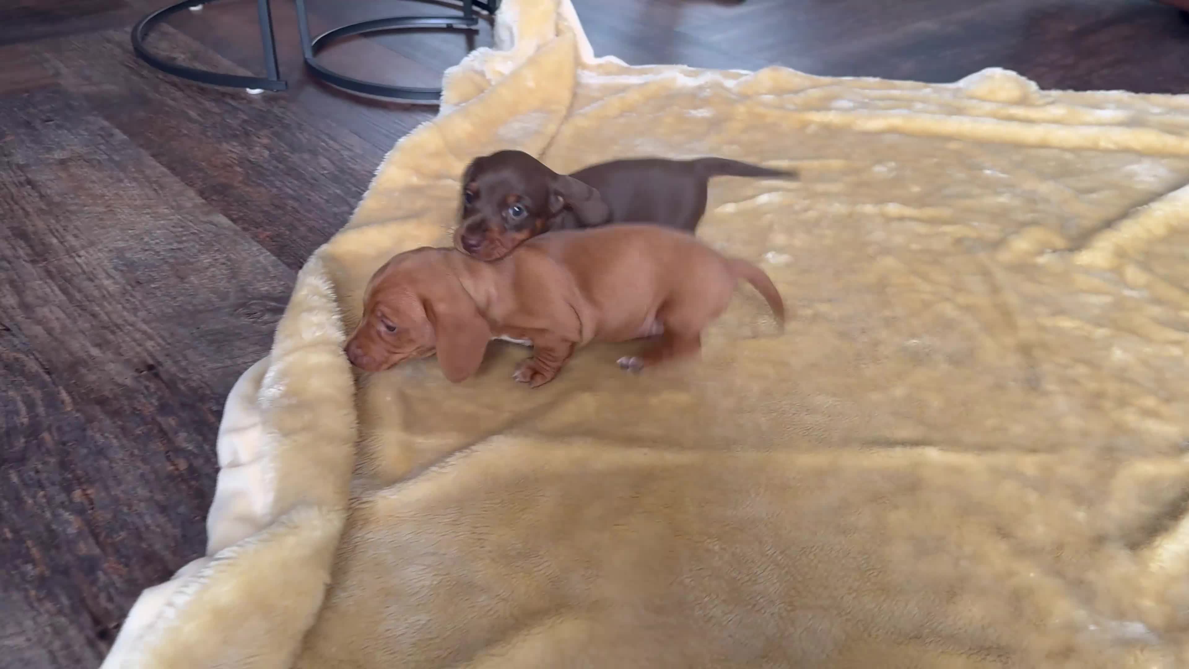 Miniature Dachshund dogs for sale: **Offers** Miniature Dachshund KC registered  - Video 1