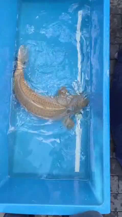 Koi Carp fish for sale: Koi for sale  in Croydon - Video 2