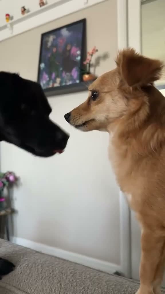 Mixed Breed dogs for adoption: 💙Tommy💙-20 months old, small/lower-medium boy - Video 5