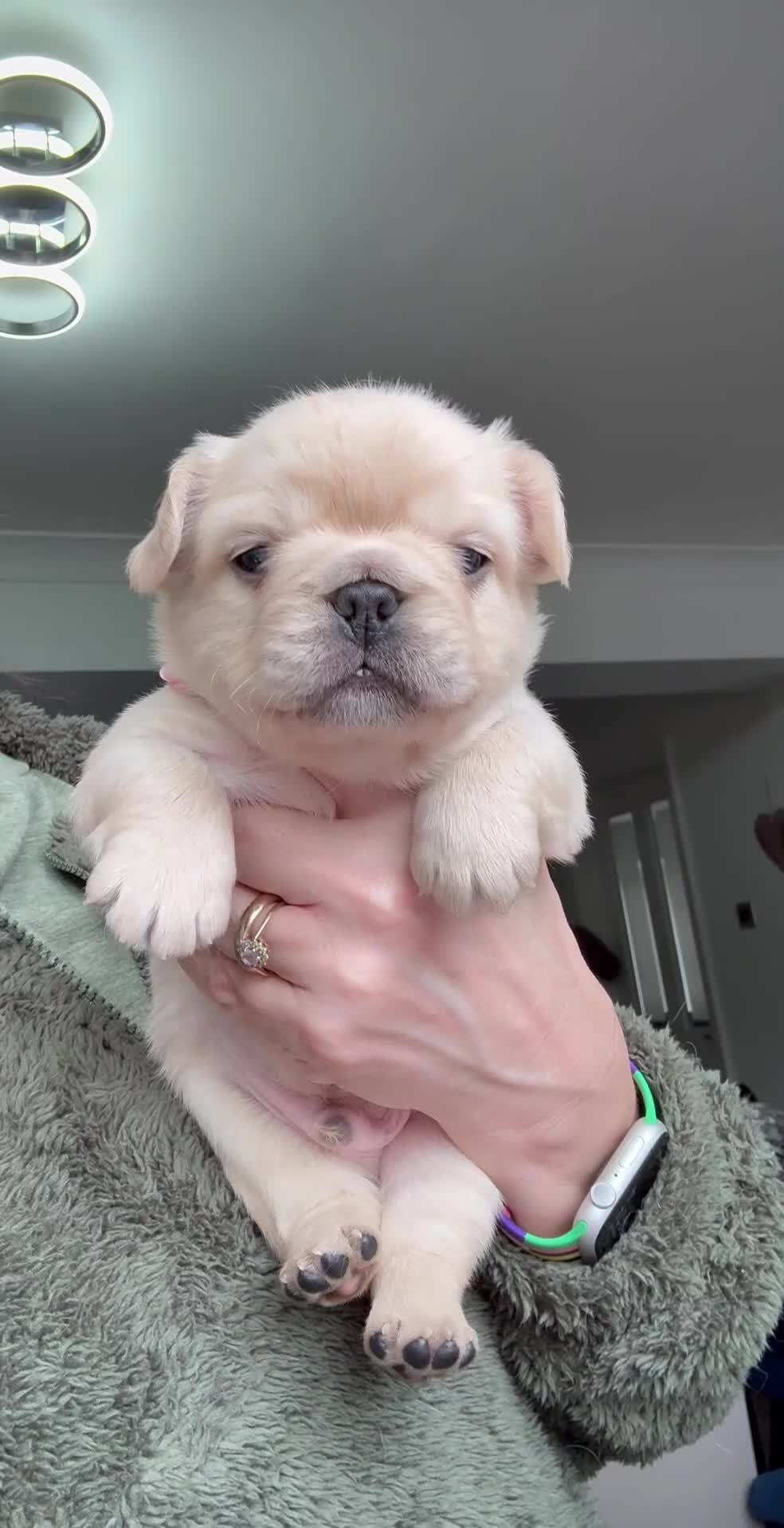 French Bulldog dogs for sale: Last adorable female cream Fluffy French Bulldogs  - Video 2