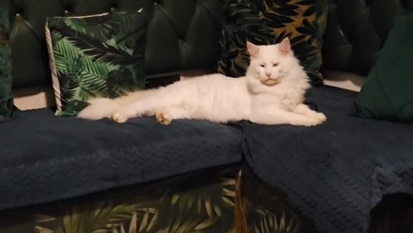 Maine Coon cats for sale: Stunning Maine Coon male - Video 5