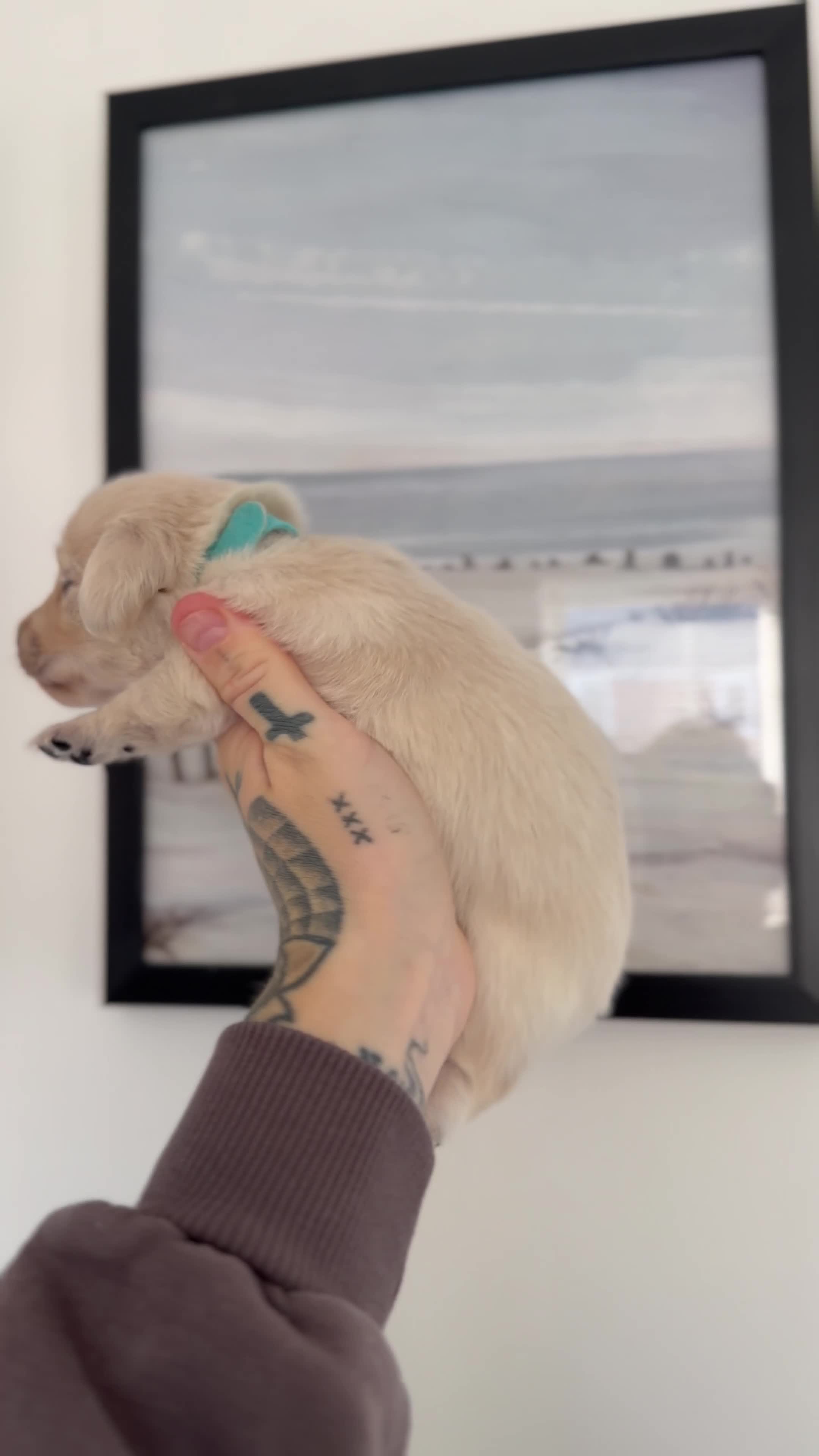 Miniature Dachshund dogs for sale: KC Reg Long haired intense cream mini dachshund  - Video 3