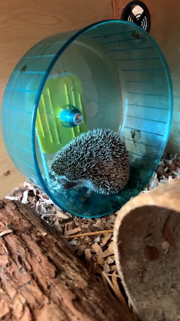 Pygmy Hedgehog rodents for sale: African Pygmy hedgehog  - Video 1