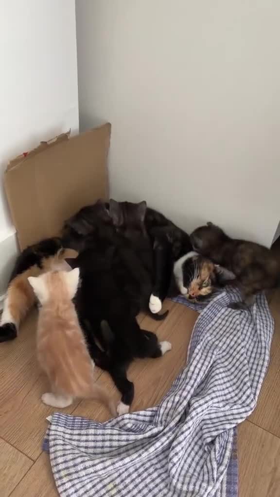 Mixed Breed cats for sale: Adorable Kittens  - Video 1