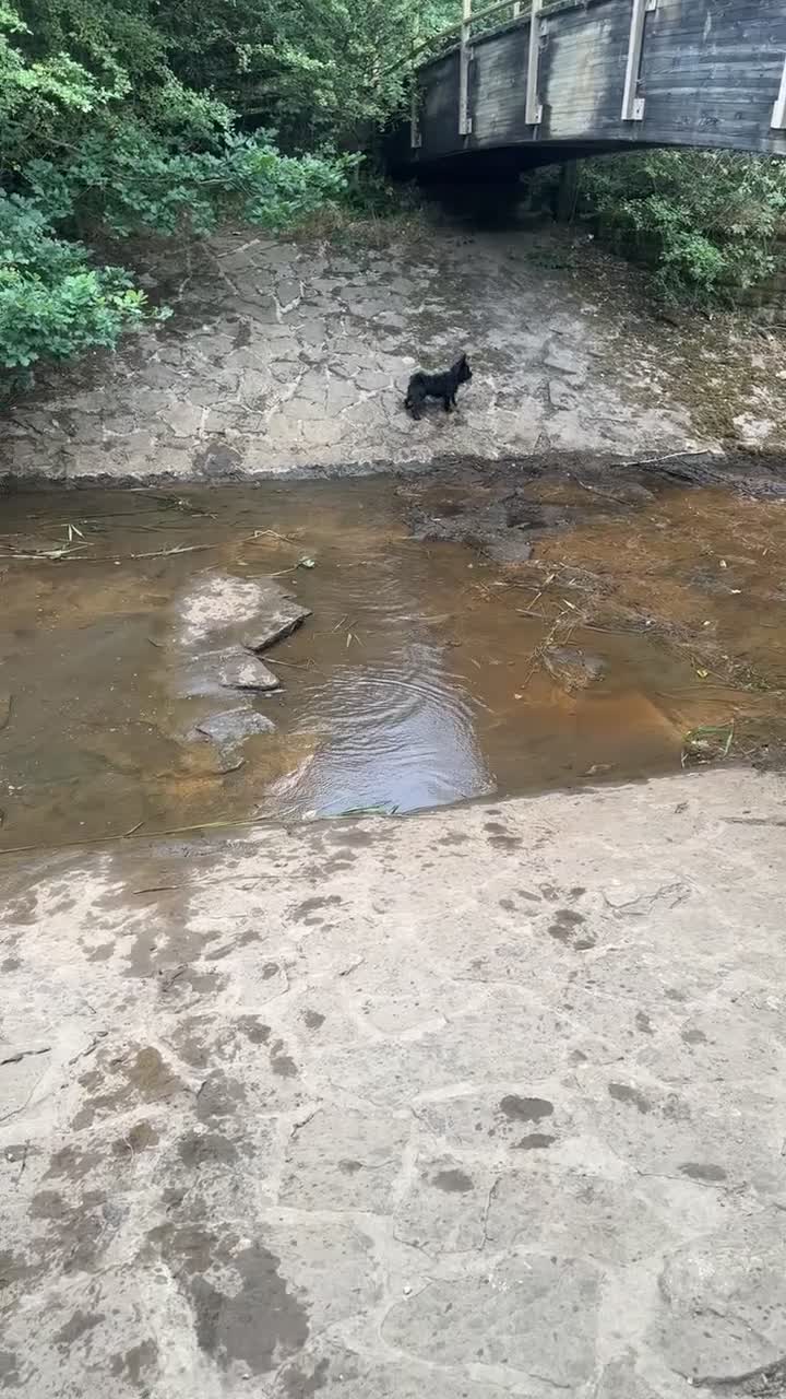 Mixed Breed dogs for stud: **BUDDY IS READY FOR THE LADIES 🖤 1 YEAR OLD in Rotherham - Video 2