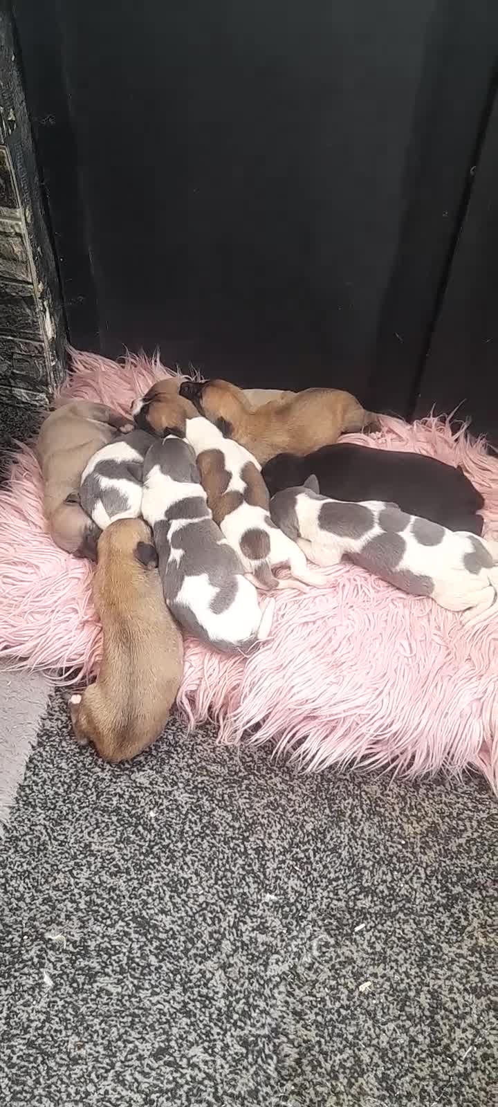 Whippet dogs for sale: Kc registered whippet pups  - Video 1