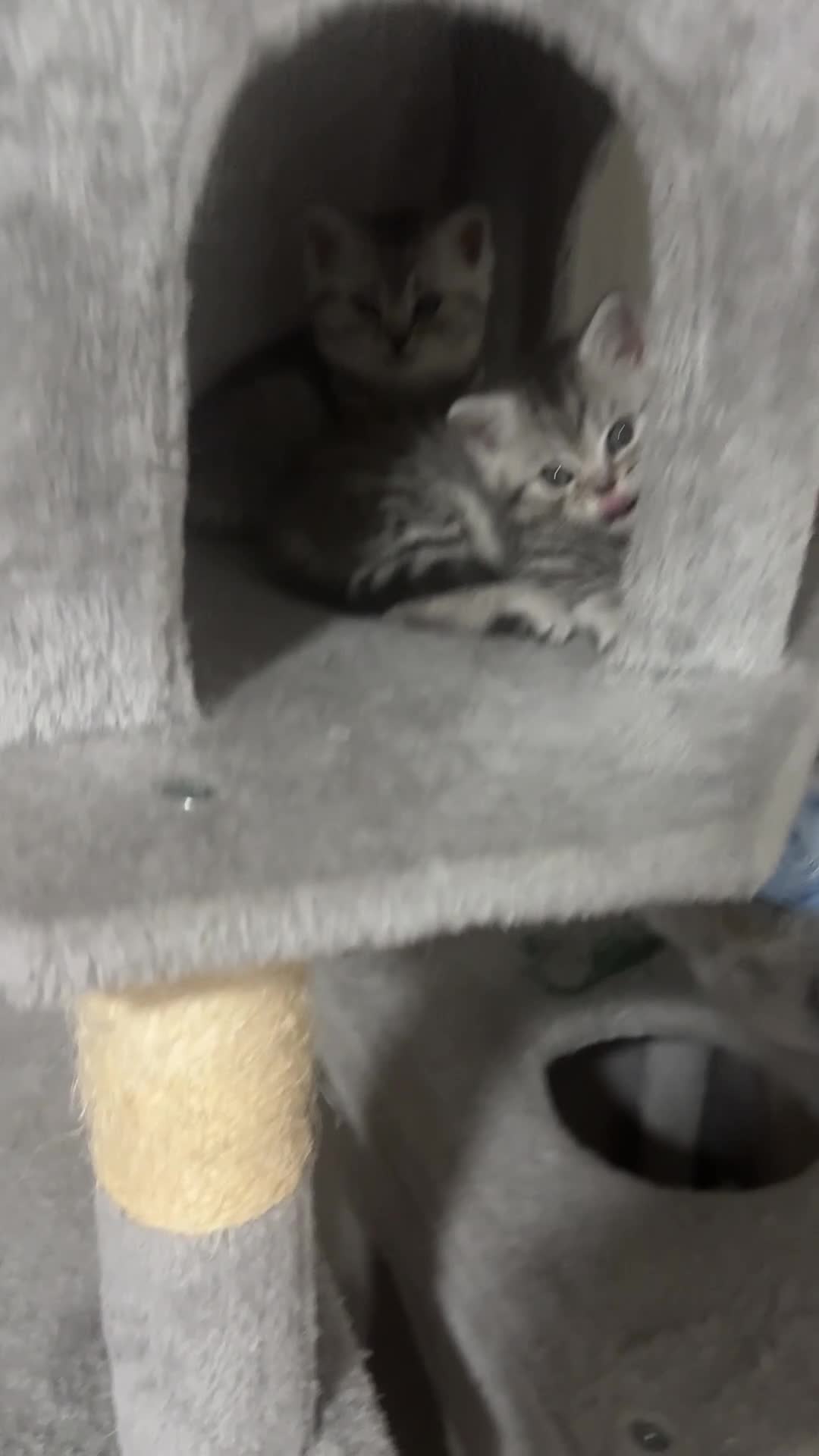 British Shorthair cats for sale: 3 females British shorthair  - Video 2