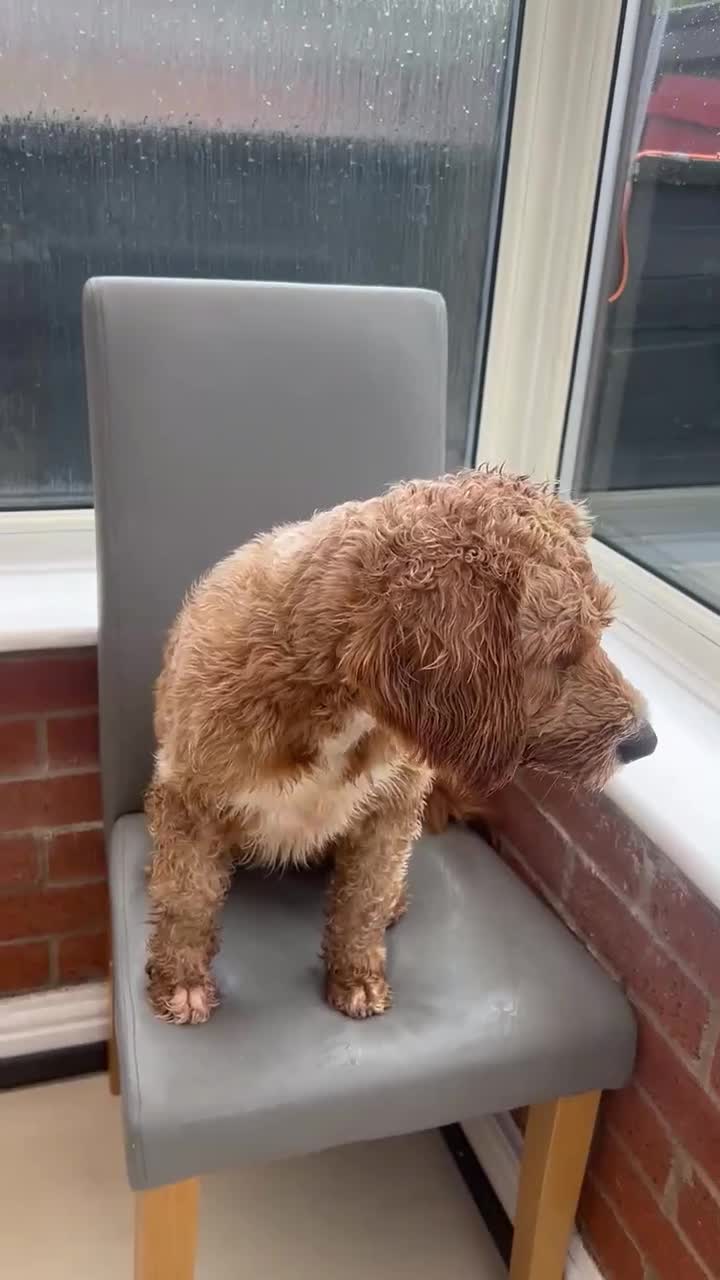 Cockapoo dogs for sale: Cockapoo Looking for her friendly familyHome 🐶🥰 - Video 1