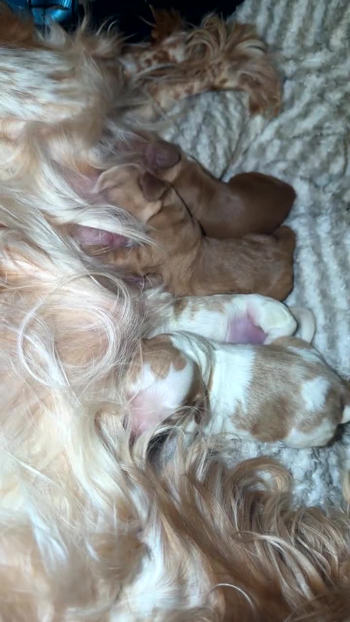 Cocker Spaniel dogs for sale: Cocker spaniel pups available to reserve  - Video 1