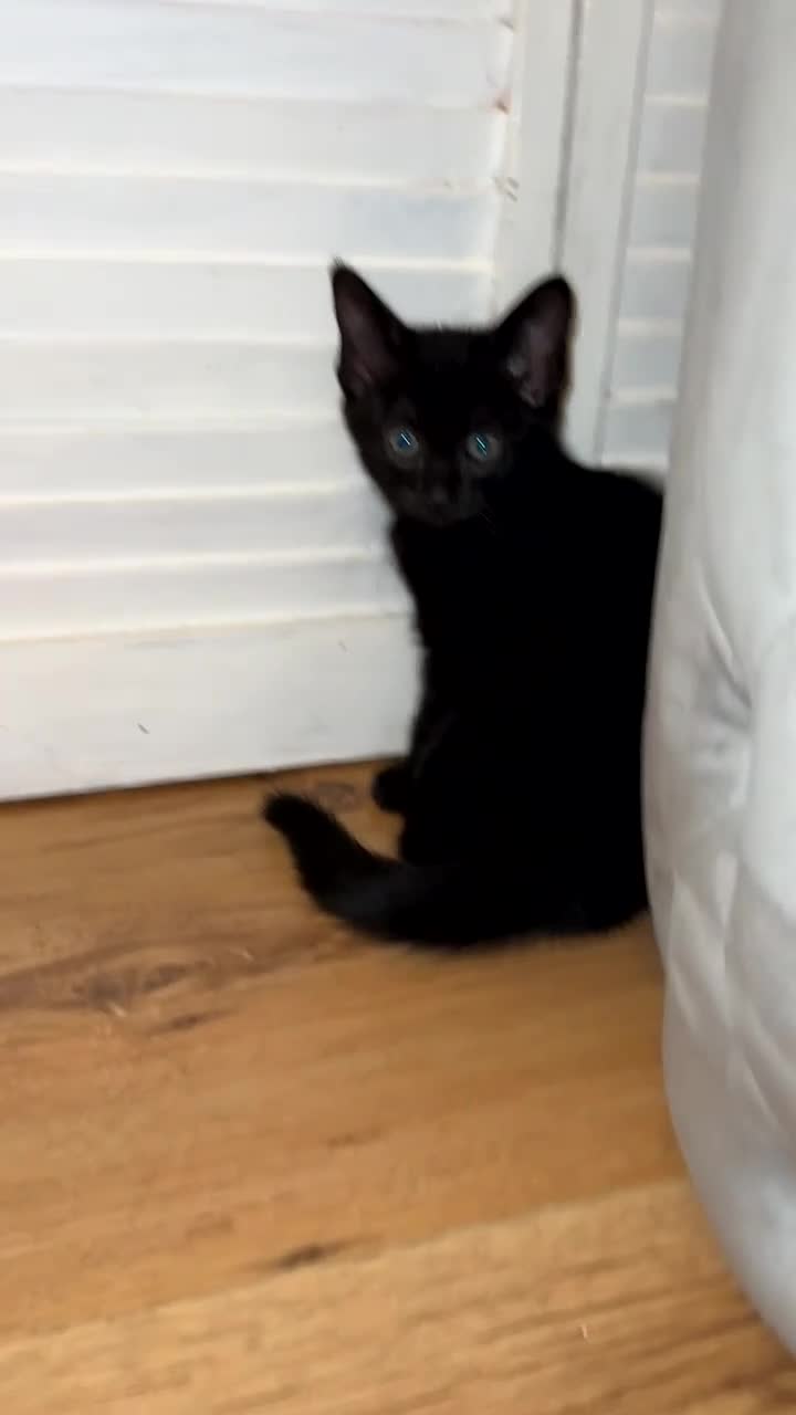 Mixed Breed cats for sale: 2 female beautiful kittens   - Video 1