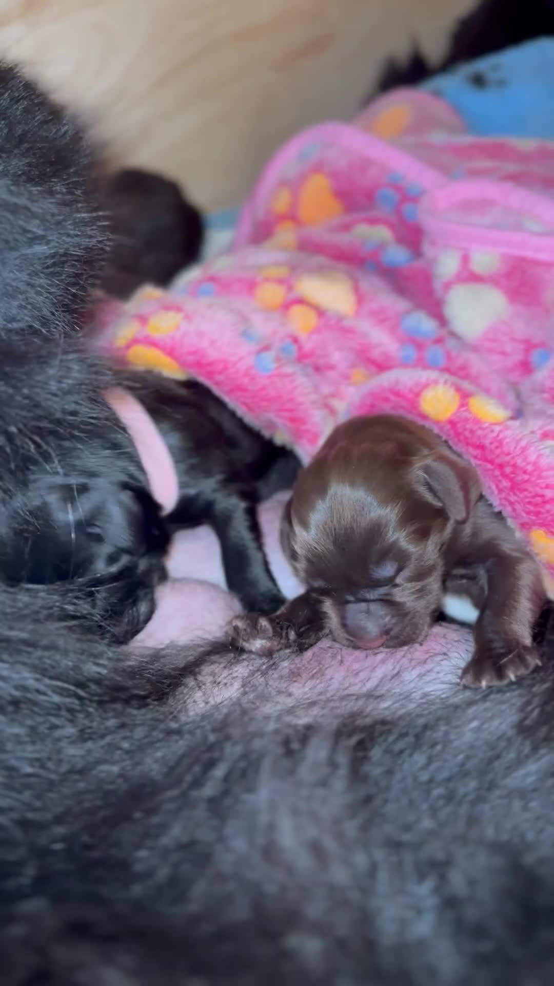 Newfoundland dogs for sale: Pure Newfoundland Puppies - Video 1