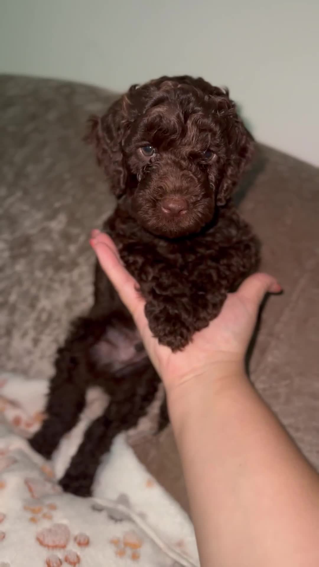 Cockapoo dogs for sale: F2 Cockapoo  - Video 1