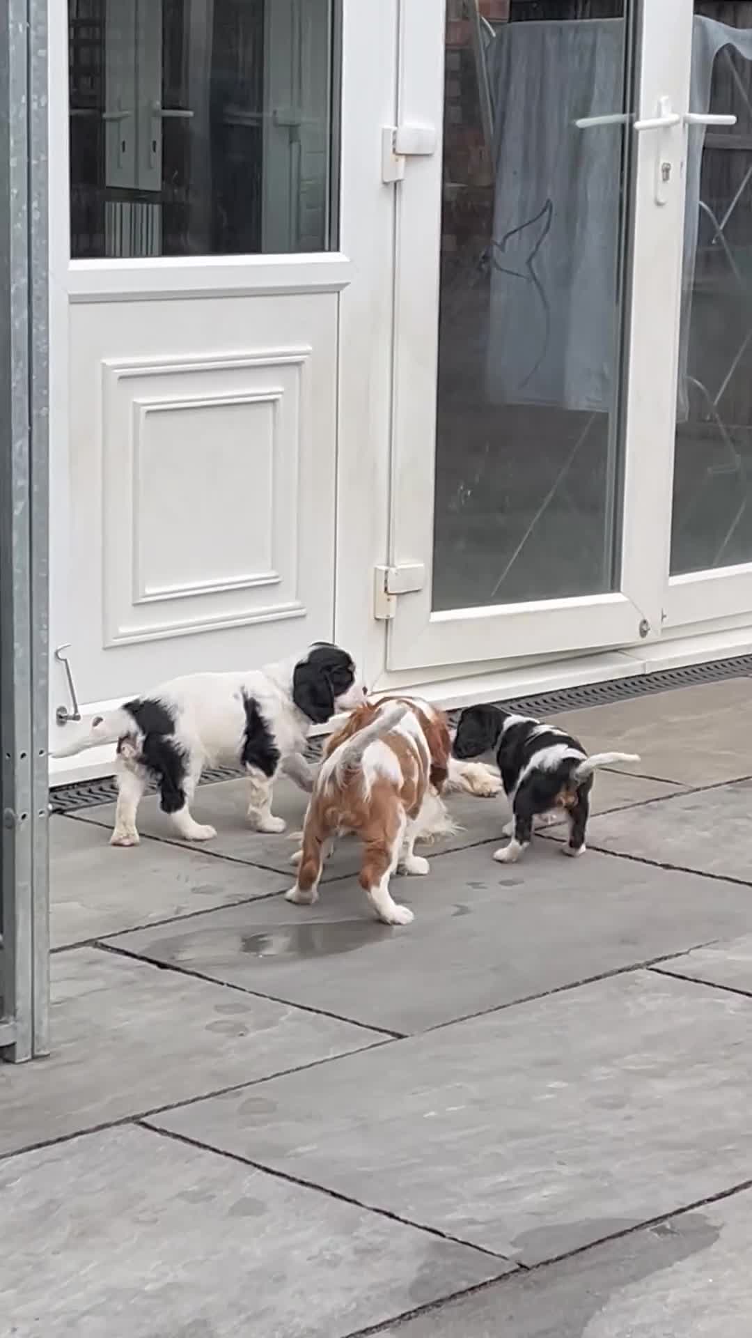 Cavalier King Charles Spaniel dogs for stud: Chocolate KC Health Tested Blenheim Stud - Video 1