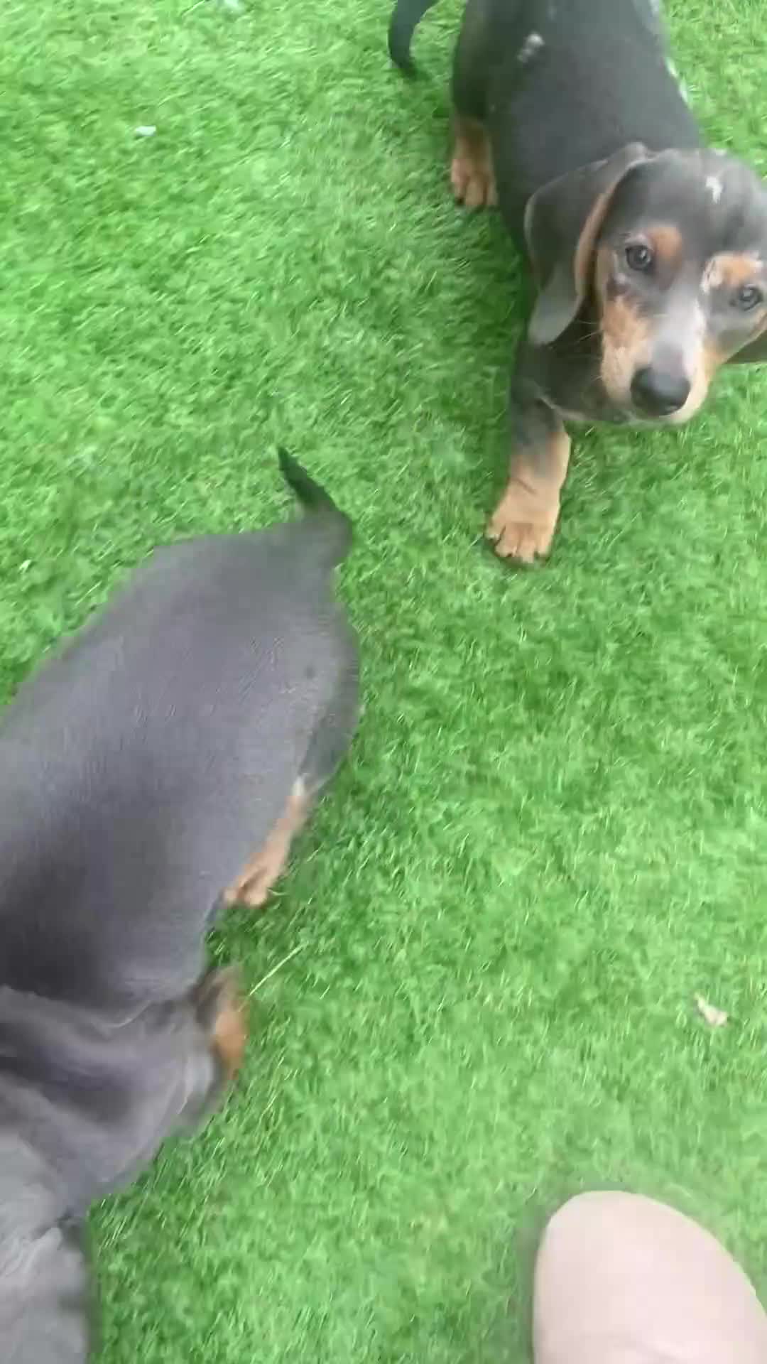 Miniature Dachshund dogs for sale: Miniture dachshund puppies - Video 5